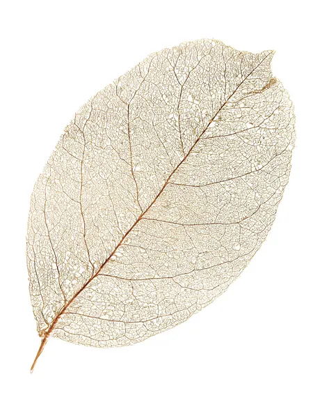Сухой лист . — стоковое фото