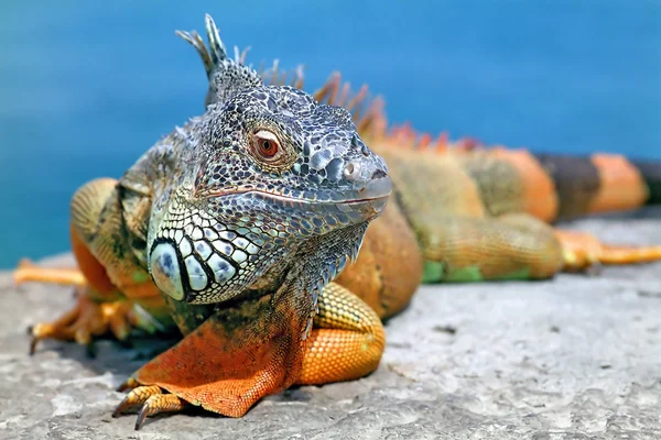 Iguana. — Fotografia de Stock