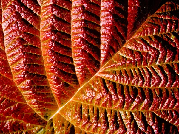 Red leaf. — Stock Photo, Image