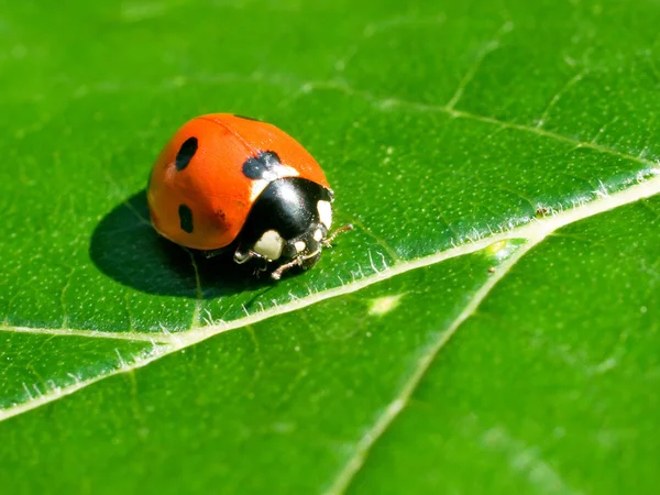 stock image Ladybird.