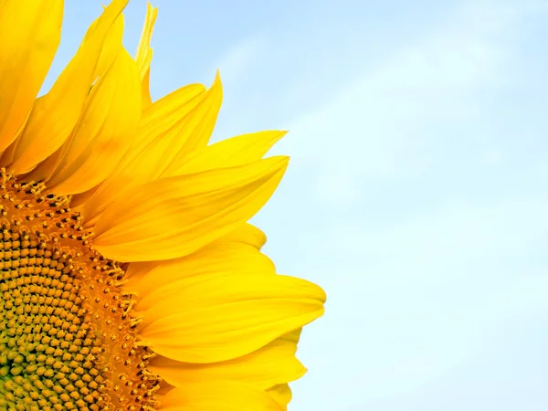 Sunflower. — Stock Photo, Image