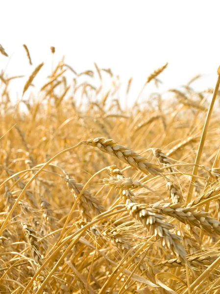 Пшеничные уши . — стоковое фото