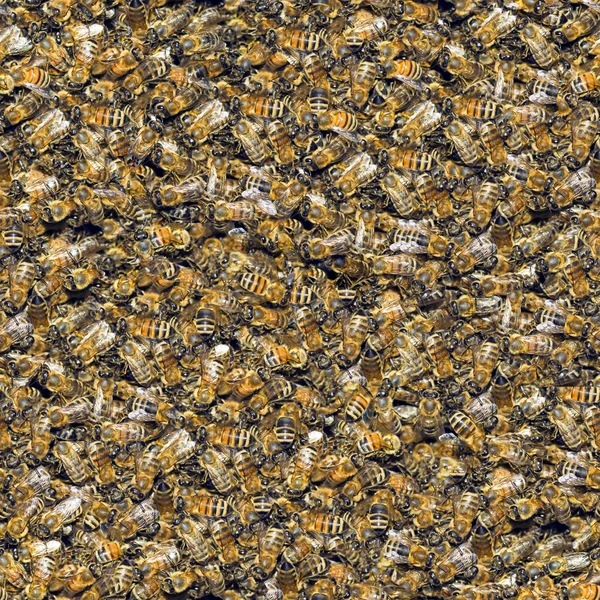 Bienen nahtloser Hintergrund. — Stockfoto