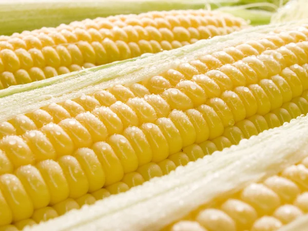 Кукуруза. — стоковое фото