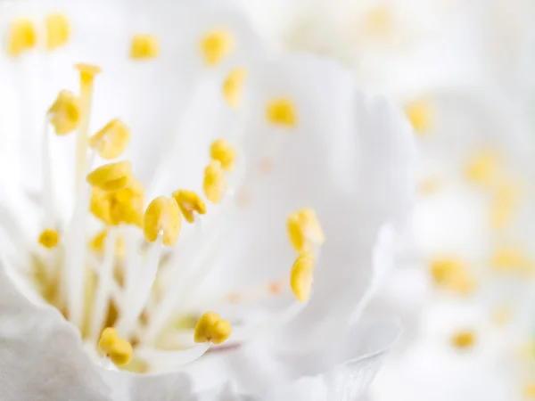 Flor de albaricoque . — Foto de Stock