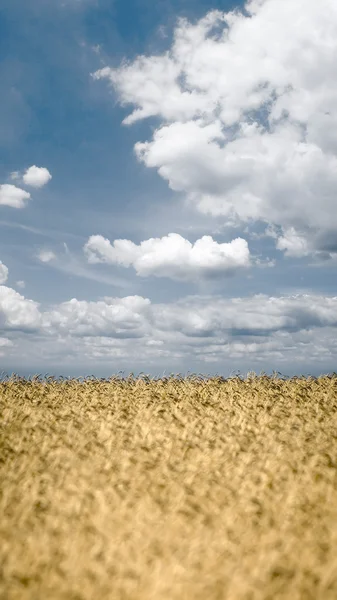 Пшеничное поле на фоне неба. — стоковое фото