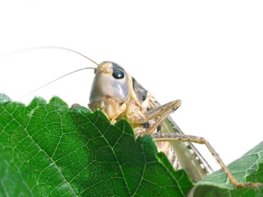 Locust. clipart