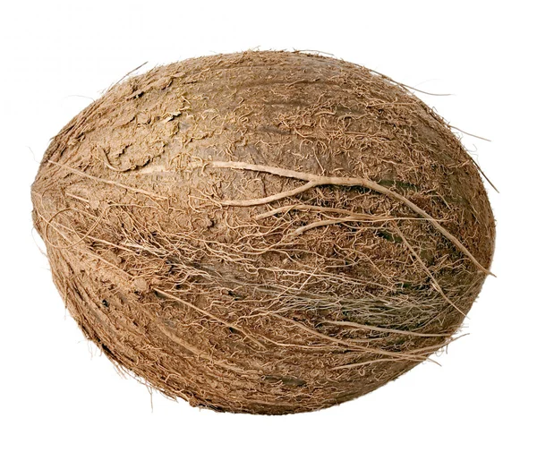Kokosnuss. — Stockfoto