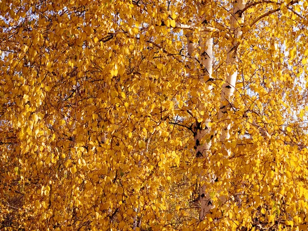 Yellow birch. — Stock Photo, Image