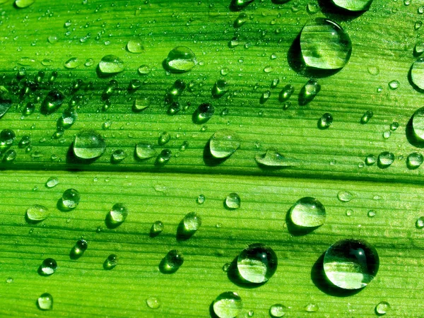 Dew on green. — Stock Photo, Image
