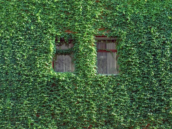 Murgröna på vägg. — Stockfoto