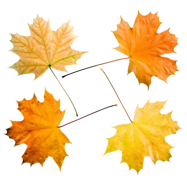 Maple leafs. — Stock Photo, Image