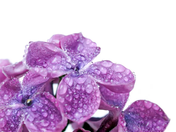 紫丁香. — 图库照片