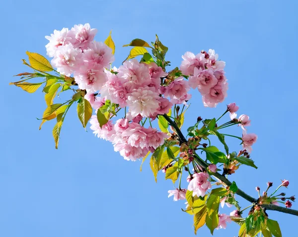 Blossomed cherry. — Stock Photo, Image