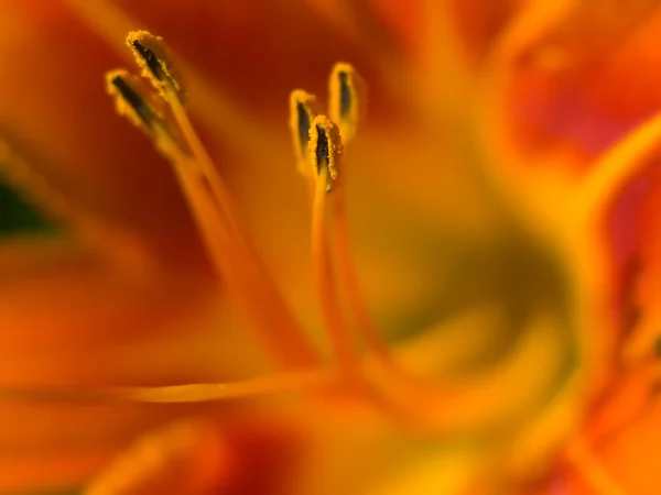 Virág. — Stock Fotó