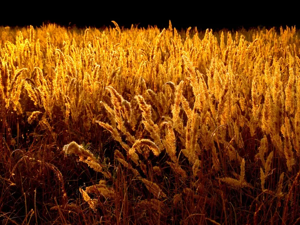 Goldenes Gras. — Stockfoto