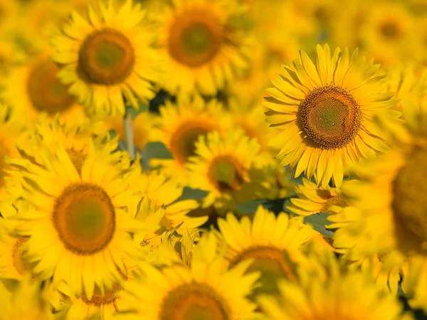 Sonnenblumen. — Stockfoto