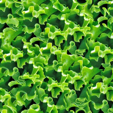 Green lettuce seamless background. clipart