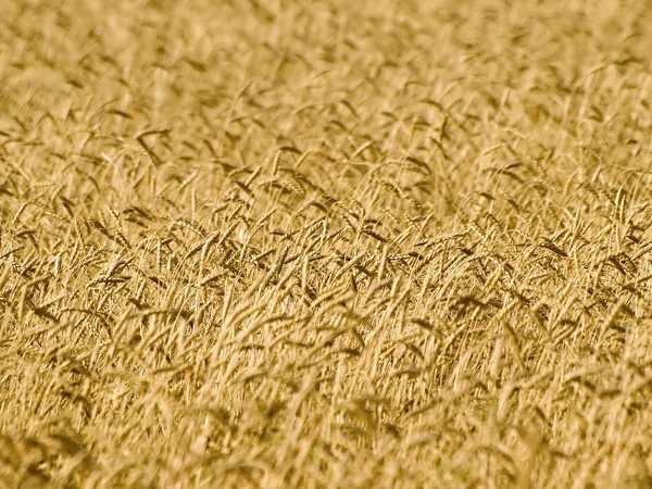 Campo de trigo. — Foto de Stock