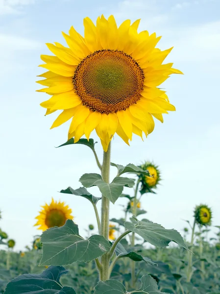 Sunflower. — Stock Photo, Image