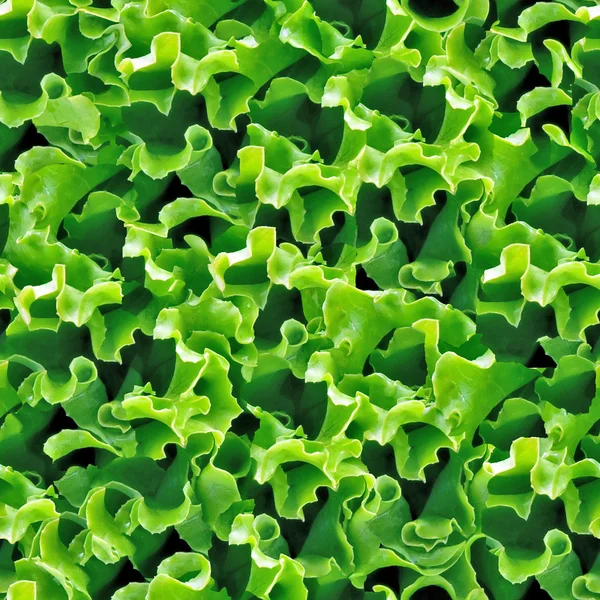 Green lettuce seamless background. — Stock Photo, Image