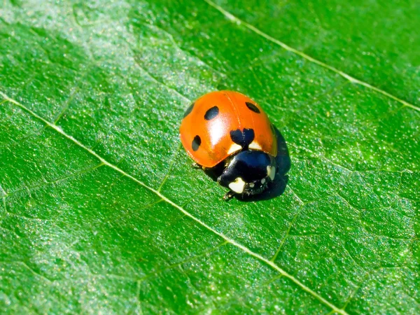 Stock image Ladybird.