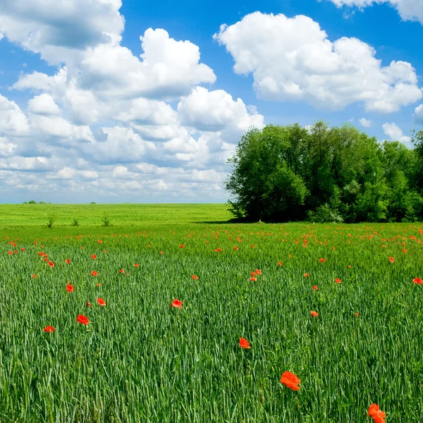 Red poppy on green field. — Stock Photo, Image