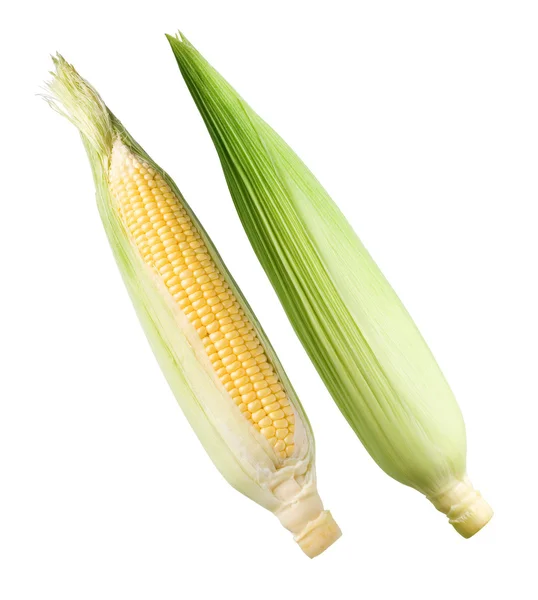 Kukuřice. — Stock fotografie
