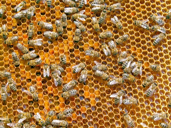 Pszczoły. — Zdjęcie stockowe