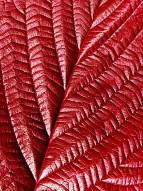 Red leaf. clipart