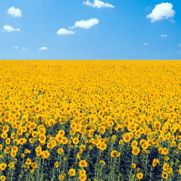 Sunflowers field. — Stock Photo, Image
