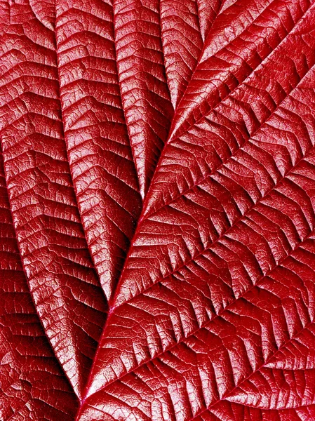 Feuille rouge . — Photo