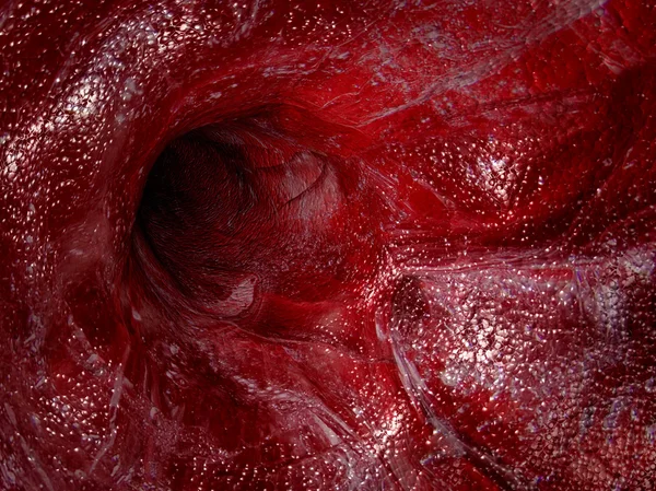 Blood vessel. — Stock Photo, Image