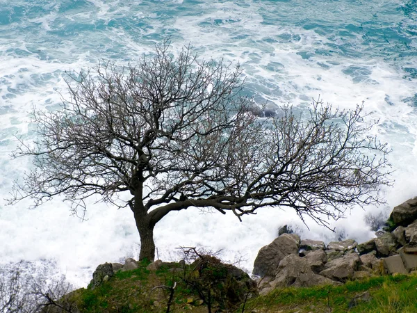 Träd på havsstranden. — Stockfoto