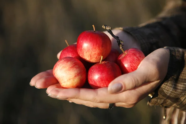 Små, velsmakende, røde epler – stockfoto
