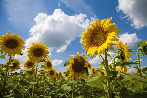 Slunečnice kvetou — Stock fotografie