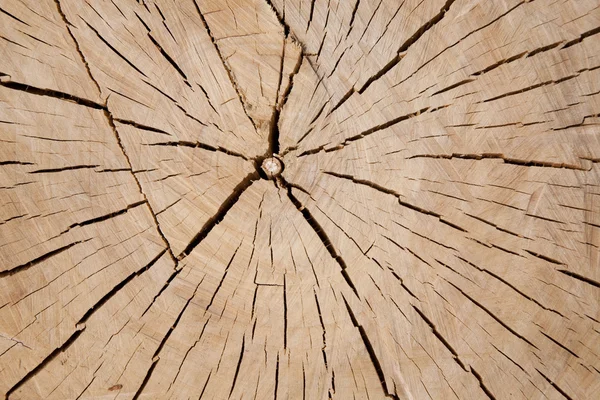 Tagli di legno — Foto Stock