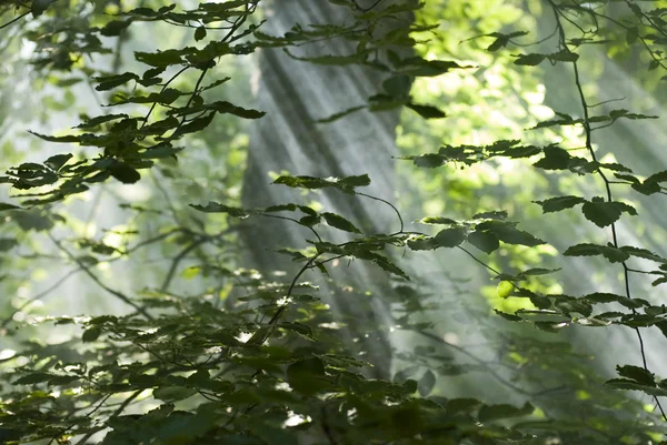 stock image Leaves