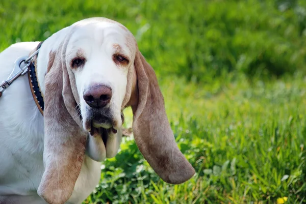 stock image Basset