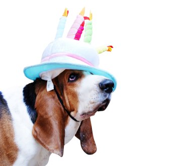 Basset clipart