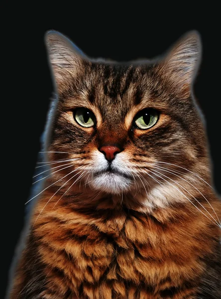 Stenografi kedi — Stok fotoğraf