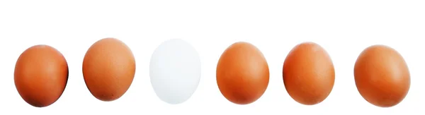 鲜鸡肉鸡蛋 — 图库照片