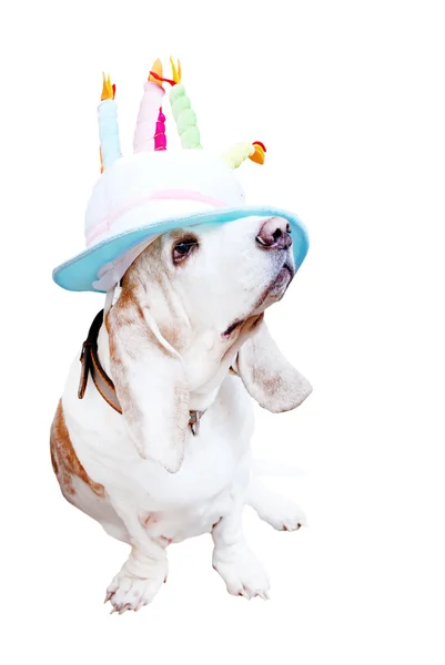 Felice Basset nel cappello divertente — Foto Stock