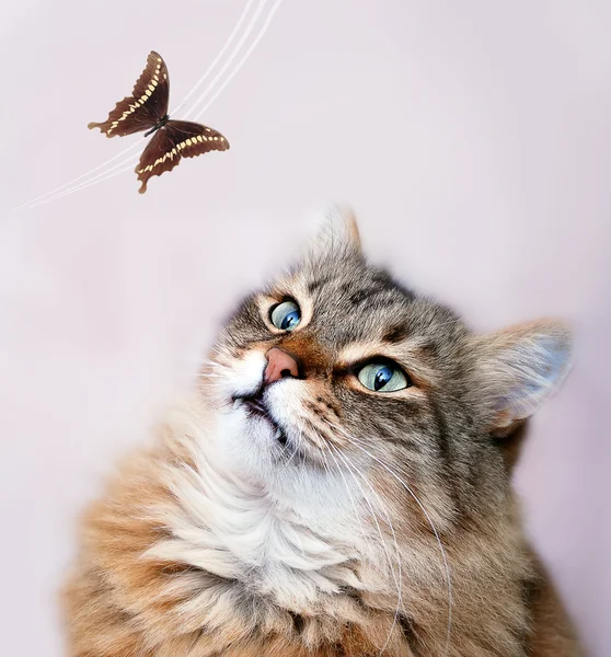 Roztomilý Kočka Sleduje Motýl Royalty Free Stock Obrázky