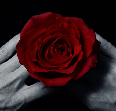 Red rose in hand clipart