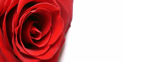 빨간 장미와 함께 흰색 배경 — 스톡 사진