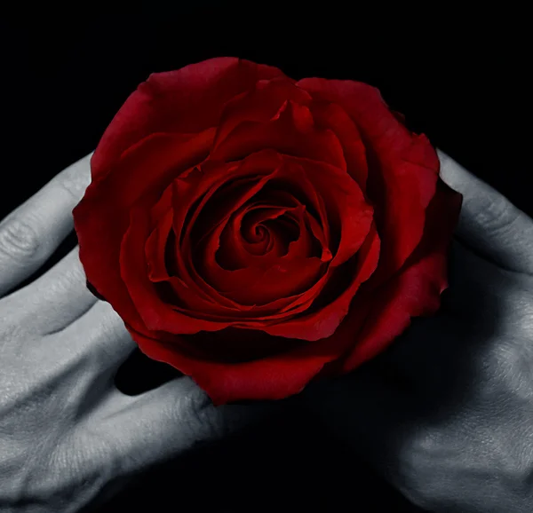 红玫瑰在手 — 图库照片