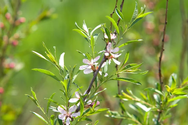 stock image Blossom