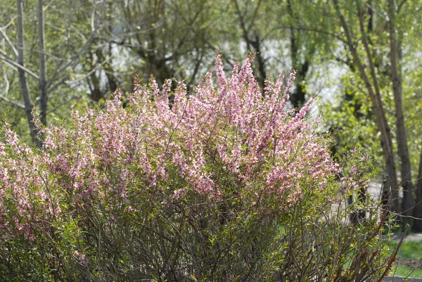 çiçek açması bush