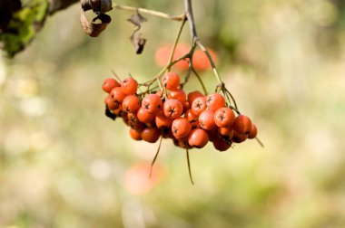 Mountain ash küme